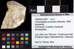 Foto (Objket + Etiketten) von Cracensigillatus acutirostris (Moericke, 1889) 